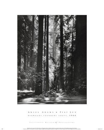 Framed Redwoods, Founders Grove Print