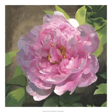 Framed Peony In Pink I Print