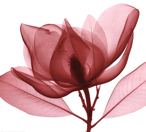 Framed Red Magnolia I Print