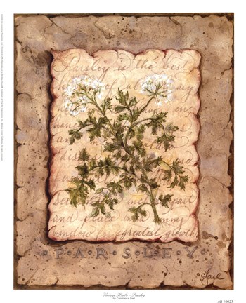 Framed Vintage Herbs - Parsley Print