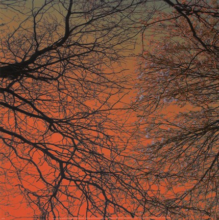 Framed Sunset Forest III Print