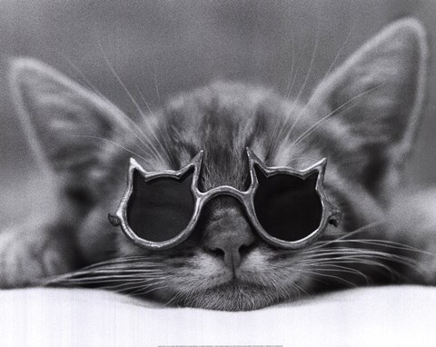 Framed Cool Cat I Print