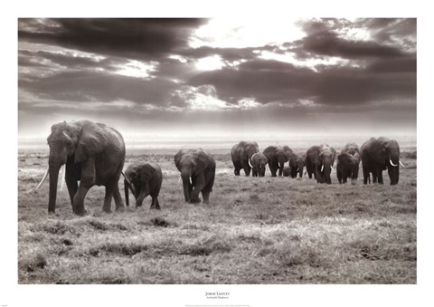 Framed Amboseli Elephants Print