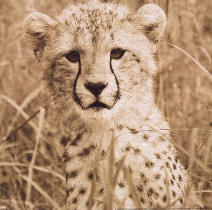 Framed Young Cheetah Print