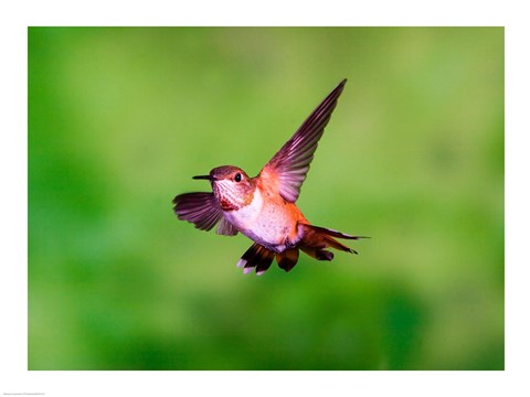 Framed Close-up of a Rufous hummingbird flying Print