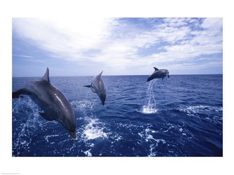 Framed Bottle-Nosed Dolphins Leaping Print