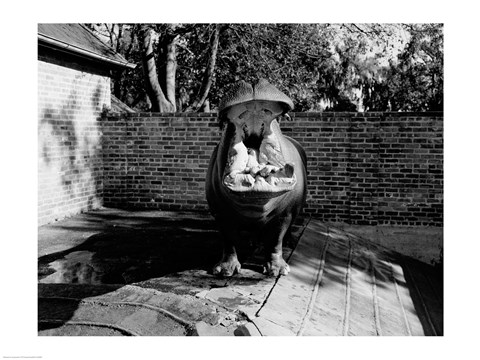 Framed USA, Louisiana, New Orleans, Hippopotamus in zoo yawning Print