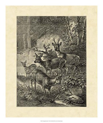 Framed Vintage Roe Deer I Print