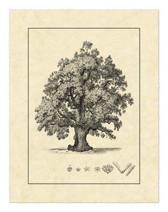 Framed Vintage Tree III Print