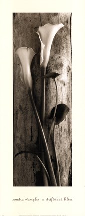 Framed Driftwood Lilies Print