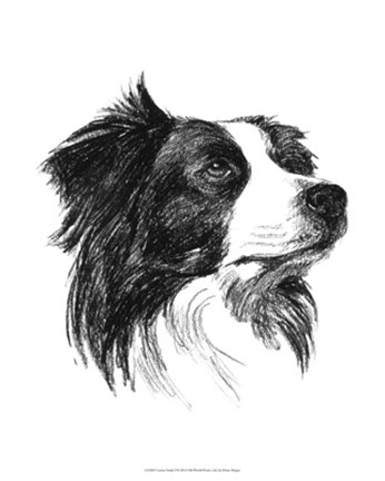 Framed Canine Study I Print