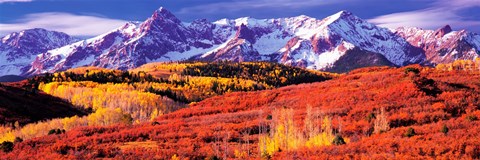 Framed Forest in autumn with snow covered mountains in the background, Telluride, San Miguel County, Colorado, USA Print