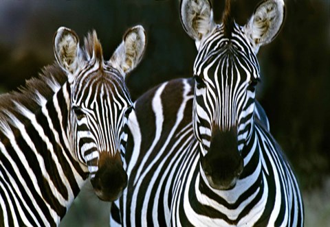 Framed Zebras Africa Print