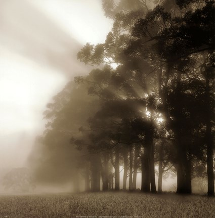 Framed Misty Forest Print