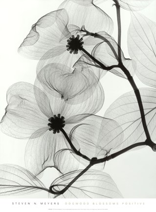 Framed Dogwood Blossoms - Positive Print