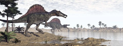 Framed Two Spinosaurus dinosaurs walking to the water in a desert landscape Print