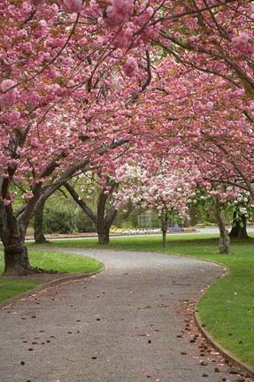 Framed Path in Spring Blossom, Ashburton Domain, New Zealand Print