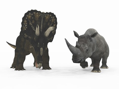 Framed Adult Nedoceratops Compared to a Modern Adult White Rhinoceros Print