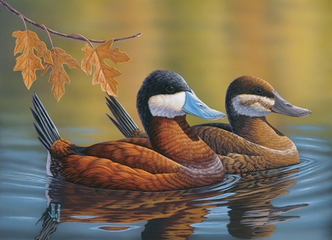 Framed Stiff Tails Ruddy Ducks Print