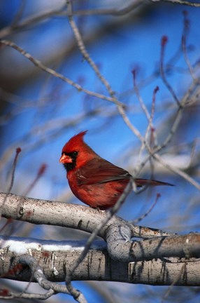 Framed Cardinal On Birch Branch Print