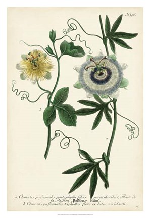Framed Antique Passion Flower II Print