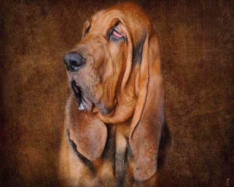 Framed Bloodhound Portrait Print