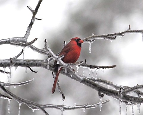 Framed Male Cardinal Braving The Cold Print