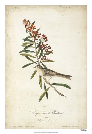 Framed Delicate Bird and Botanical II Print