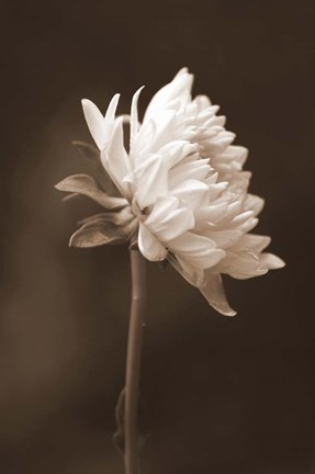 Framed Sepia Flower I Print