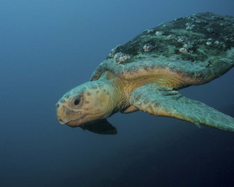 Framed Loggerhead Sea Turtle off the coast of North Carolina Print