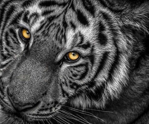 Framed Tiger Close Up Black &amp; White Print