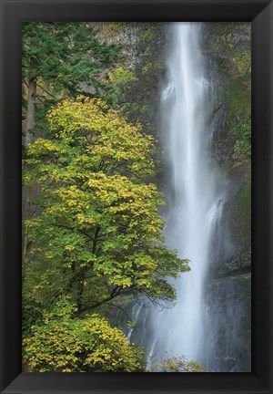 Framed Multnomah Falls color Print