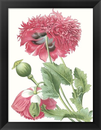 Framed Floral Beauty V Print