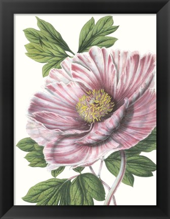 Framed Floral Beauty VI Print