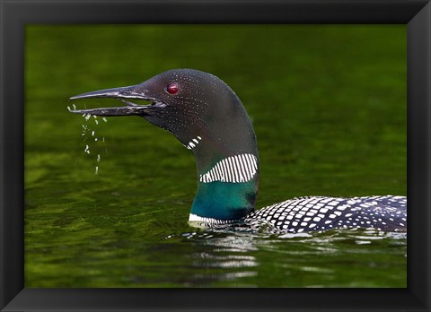Framed Canada, Quebec, Eastman Common Loon Calling Print