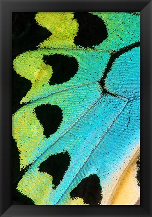 Framed Wing Pattern Of Tropical Butterfly 5 Print