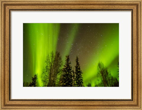 Framed Alaska Aurora Borealis Over Forest Print