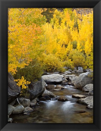 Framed California, Eastern Sierra Bishop Creek During Autumn Print