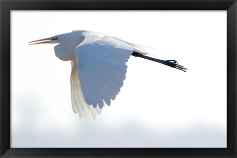 Framed Great Flying Egret Print