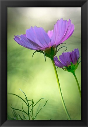 Framed Close-Up Of Purple Cosmos Flowers Print