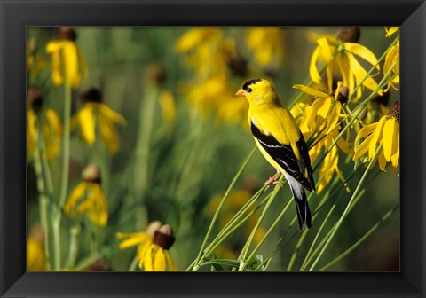Framed American Goldfinch On Gray-Headed Coneflowers, Marion, IL Print