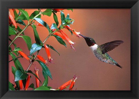 Framed Ruby-Throated Hummingbird At Cigar Plant Print