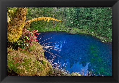 Framed Oregon Blue Or Tamolitch Pool On Mckenzie River Print