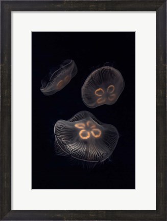Framed Three Moon Jellyfish In Aquarium Print