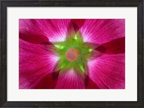 Framed Pink Hollyhock Blossom Composite Print