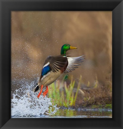 Framed Mallard Duck Takes Flight Off Lake Washington Print