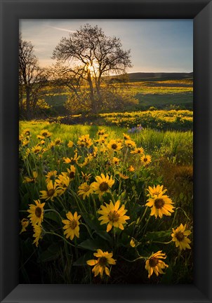 Framed Arrowleaf Balsamroot Wildflowers At Columbia Hills State Park Print