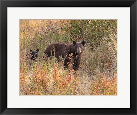 Framed Black Bear Sow and Cub Print