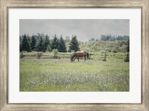 Framed Sun Drenched II Print