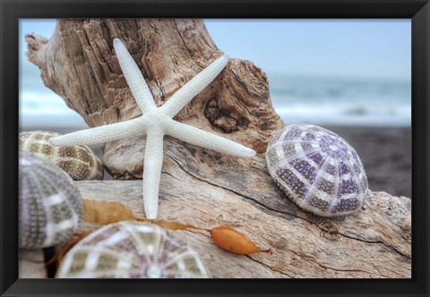 Framed Crescent Beach Shells 7 Print
